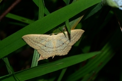 Scopula perlata