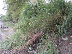 Arundo donax
