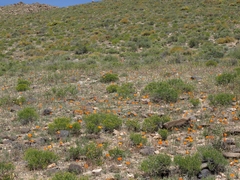 Calochortus kennedyi kennedyi