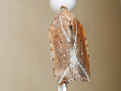 Arachnographa micrastrella