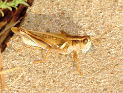 Melanoplus packardii
