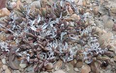 Delosperma litorale