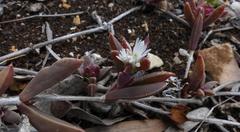 Delosperma litorale