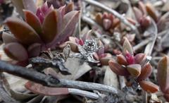 Delosperma litorale