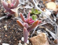 Delosperma litorale