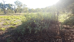Atriplex nummularia nummularia