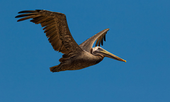 Pelecanus occidentalis occidentalis