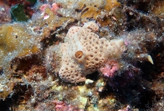 Hemimycale columella
