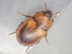Phaleria rotundata