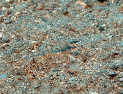 Thorogobius macrolepis