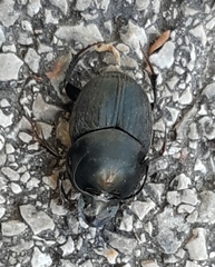 Onthophagus illyricus