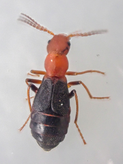Endeodes basalis