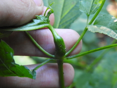 Asphondylia eupatorii