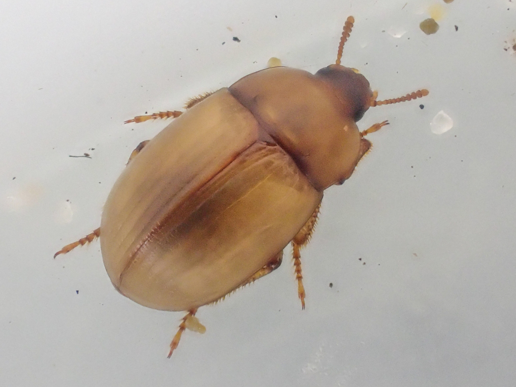 Phaleria rotundata