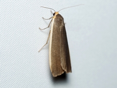 Palaeosia bicosta