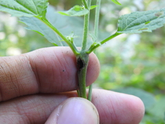 Neolasioptera eupatorii