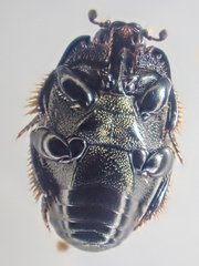Hypocaccus bigemmeus