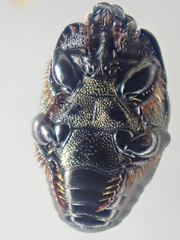 Hypocaccus bigemmeus