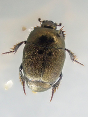 Hypocaccus bigemmeus