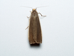Palaeosia bicosta