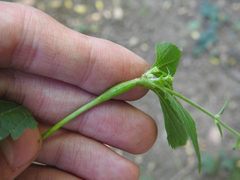 Neolasioptera eupatorii