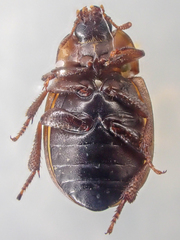Phaleria rotundata