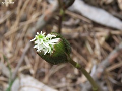 Chloranthus