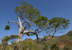 Arillastrum gummiferum