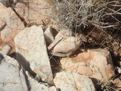 Trachypetrella anderssonii