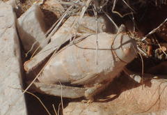 Trachypetrella anderssonii