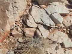 Trachypetrella anderssonii