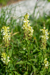 Pedicularis compacta