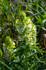 Pedicularis compacta