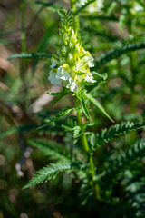 Pedicularis compacta