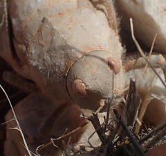 Trachypetrella anderssonii