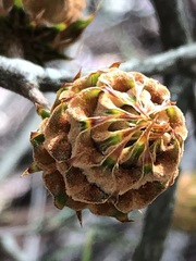 Cylindrococcus spiniferus