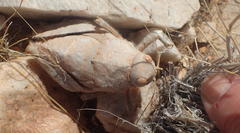 Trachypetrella anderssonii