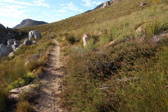 Protea witzenbergiana