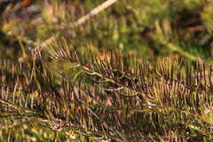 Protea witzenbergiana
