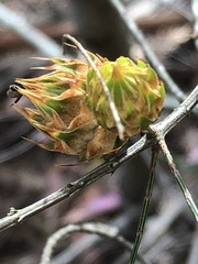 Cylindrococcus spiniferus