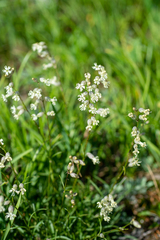 Silene graminifolia
