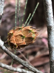 Cylindrococcus spiniferus