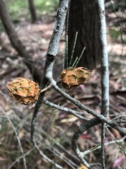 Cylindrococcus spiniferus