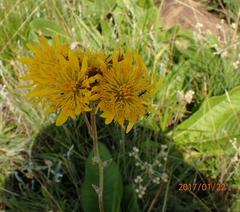 Berkheya setifera