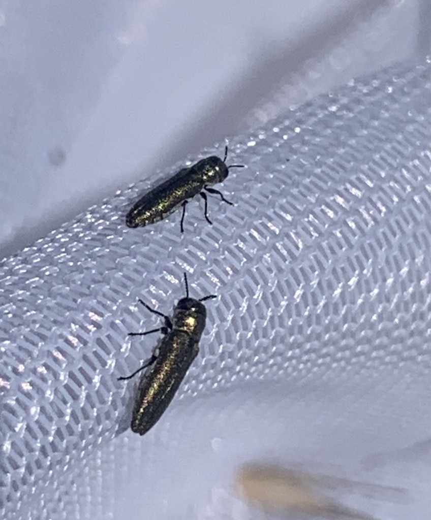 Paracephala