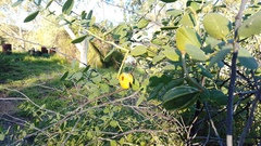 Capparis nummularia