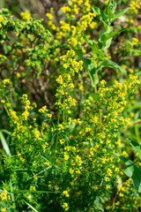 Galium densiflorum