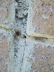 Steatoda