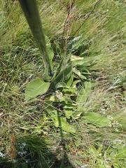 Berkheya setifera
