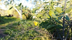 Capparis nummularia